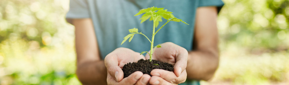 Manos protegiendo una planta